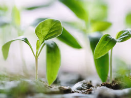 Cultivating Christian Character